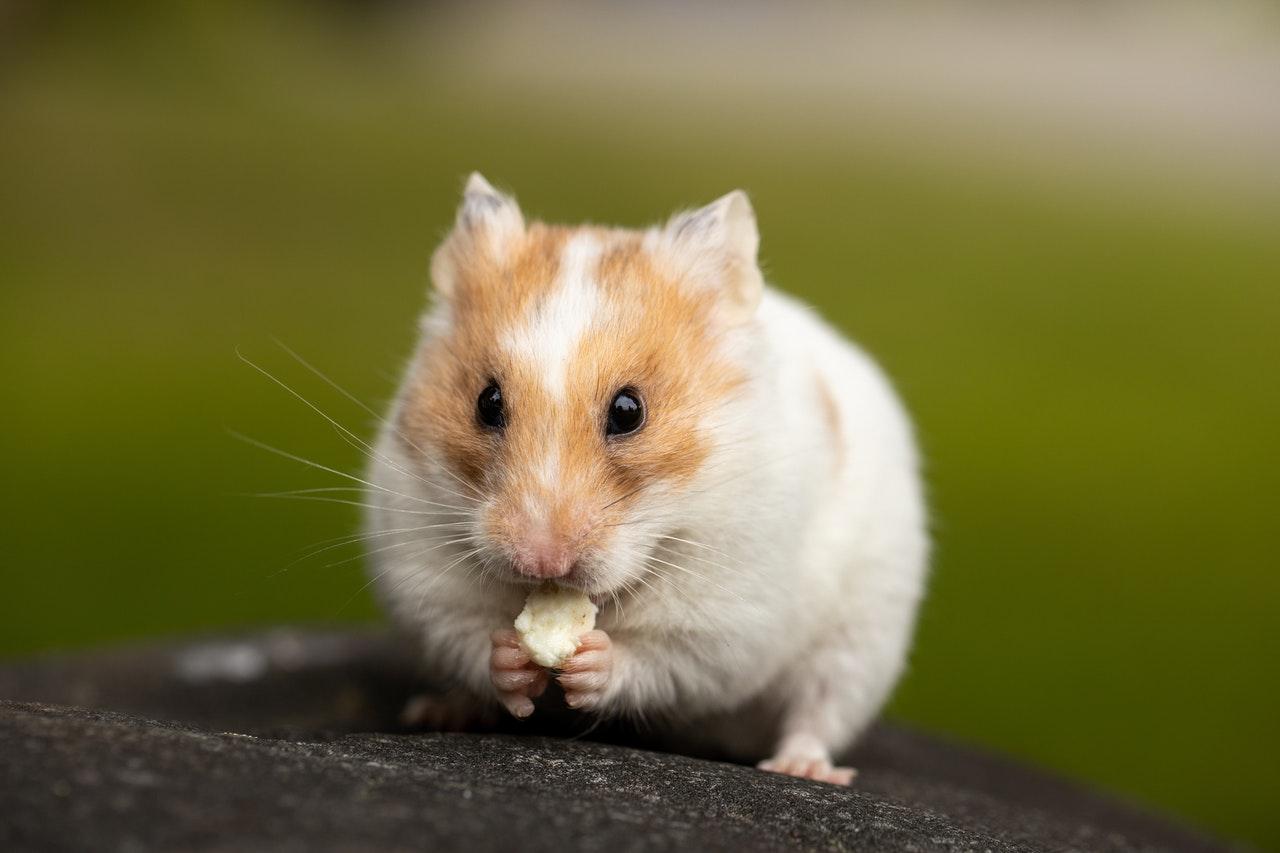Officials in Hong Kong have oredered the killing of about 2,000 hamsters from dozens of pet shops after tracing a coronavirus outbreak to a worker at a shop, where 11 hamsters later tested positive for Covid-19. Photo: Pexels