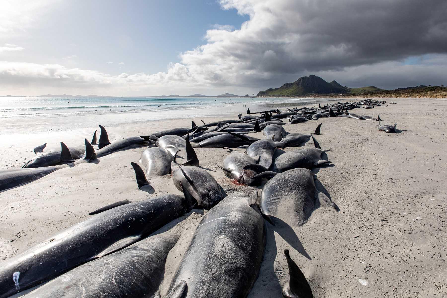 Gambar edaran yang diambil pada 8 Oktober 2022 dan diterima pada 12 Oktober menunjukkan bangkai paus yang terdampar, di pantai barat Pulau Chatham di New Zealand. Gambar: AFP