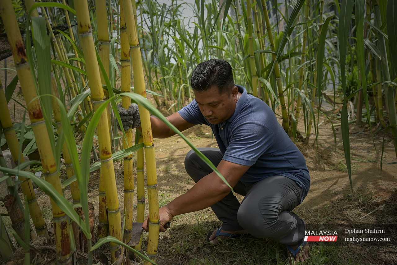 Fadly works hard to keep his small orchard tidy and fruitful. 