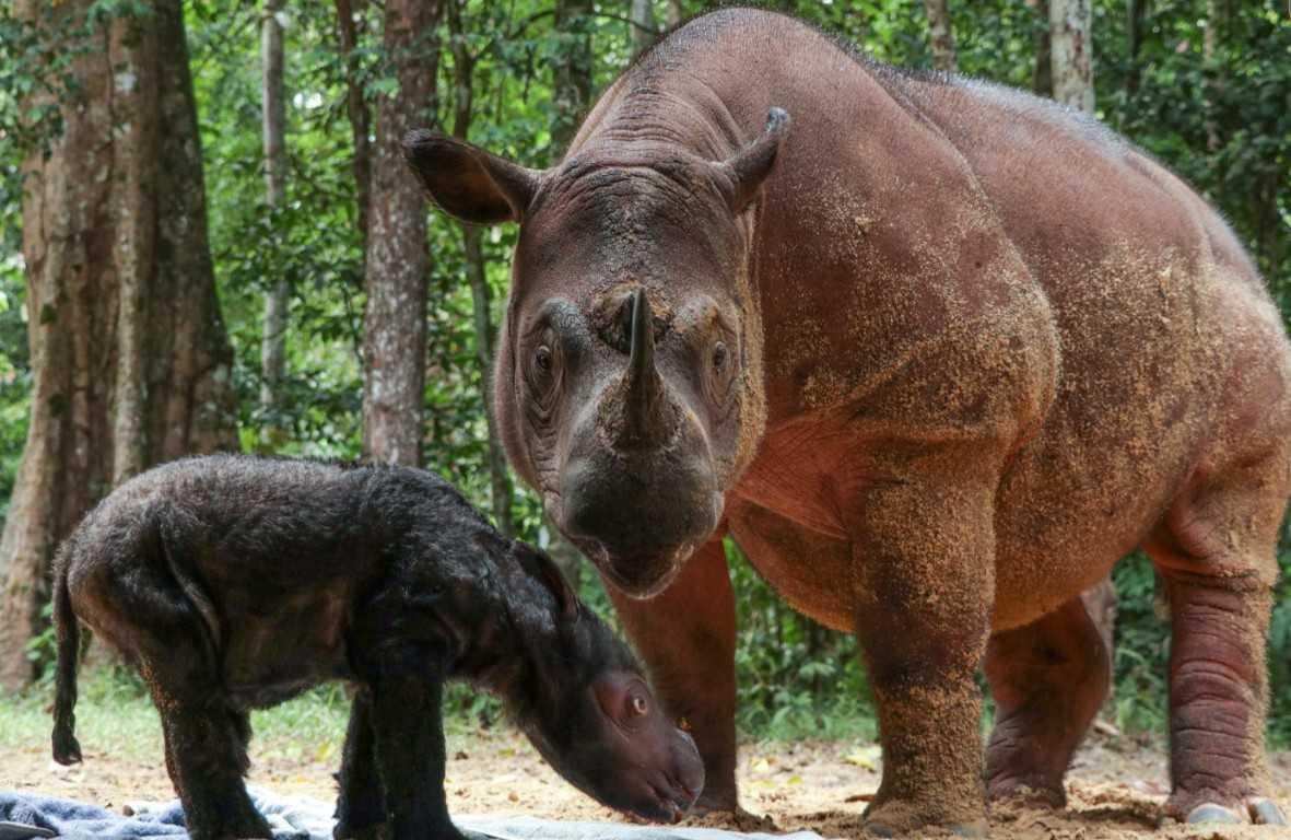 This handout photo released on March 28 and made available on March 29, shows female rhino named Rosa (R) with her new baby born at the Way Kambas National Park, in Way Kambas, in Lampung province. Photo: AFP 