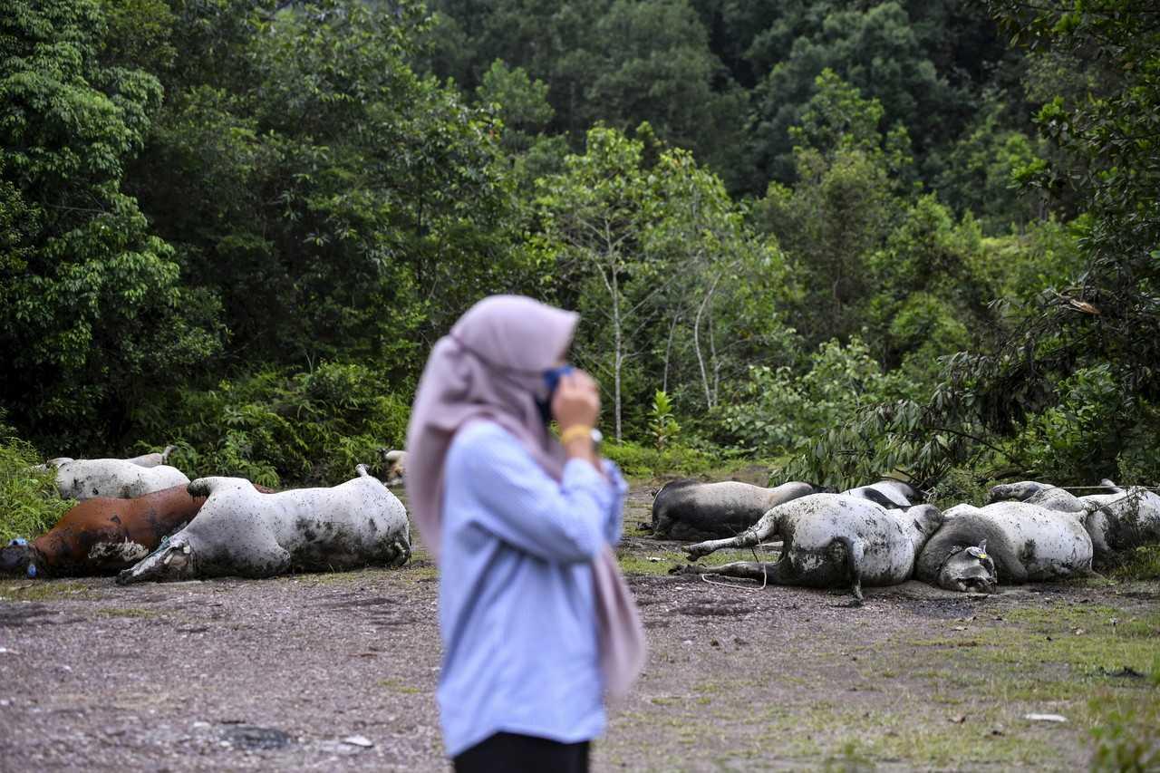 A woman covers her nose as she walks past the bodies of 11 dead cows discovered in a clearing near Kampung Sungai Lekar in Kuala Nerus, Terengganu. Photo: Bernama
