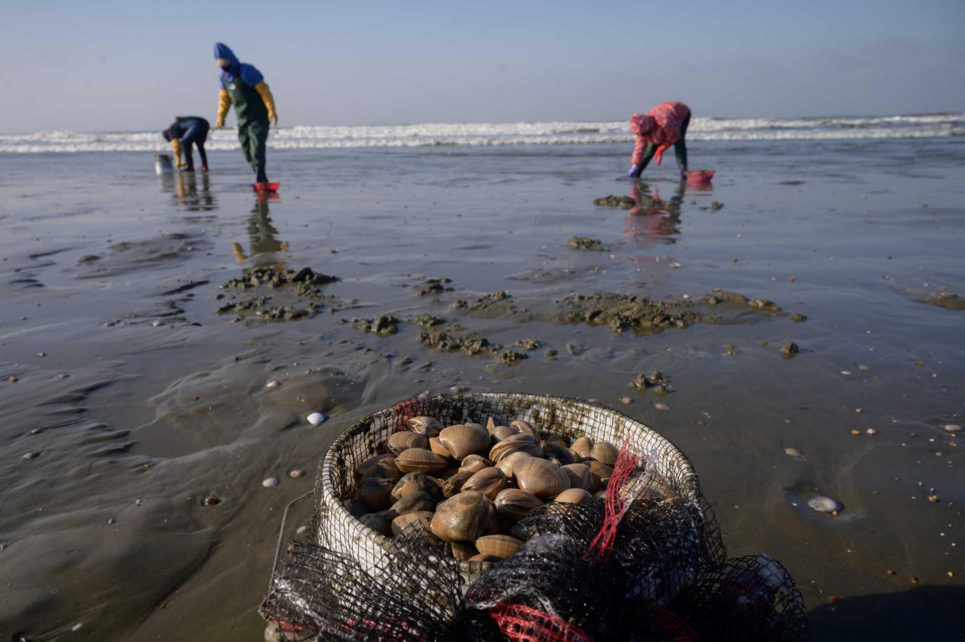 In a photo taken on Dec 31, 2020, fishermen pick cockles from the sand at a beach in Taean. Photo: AFP