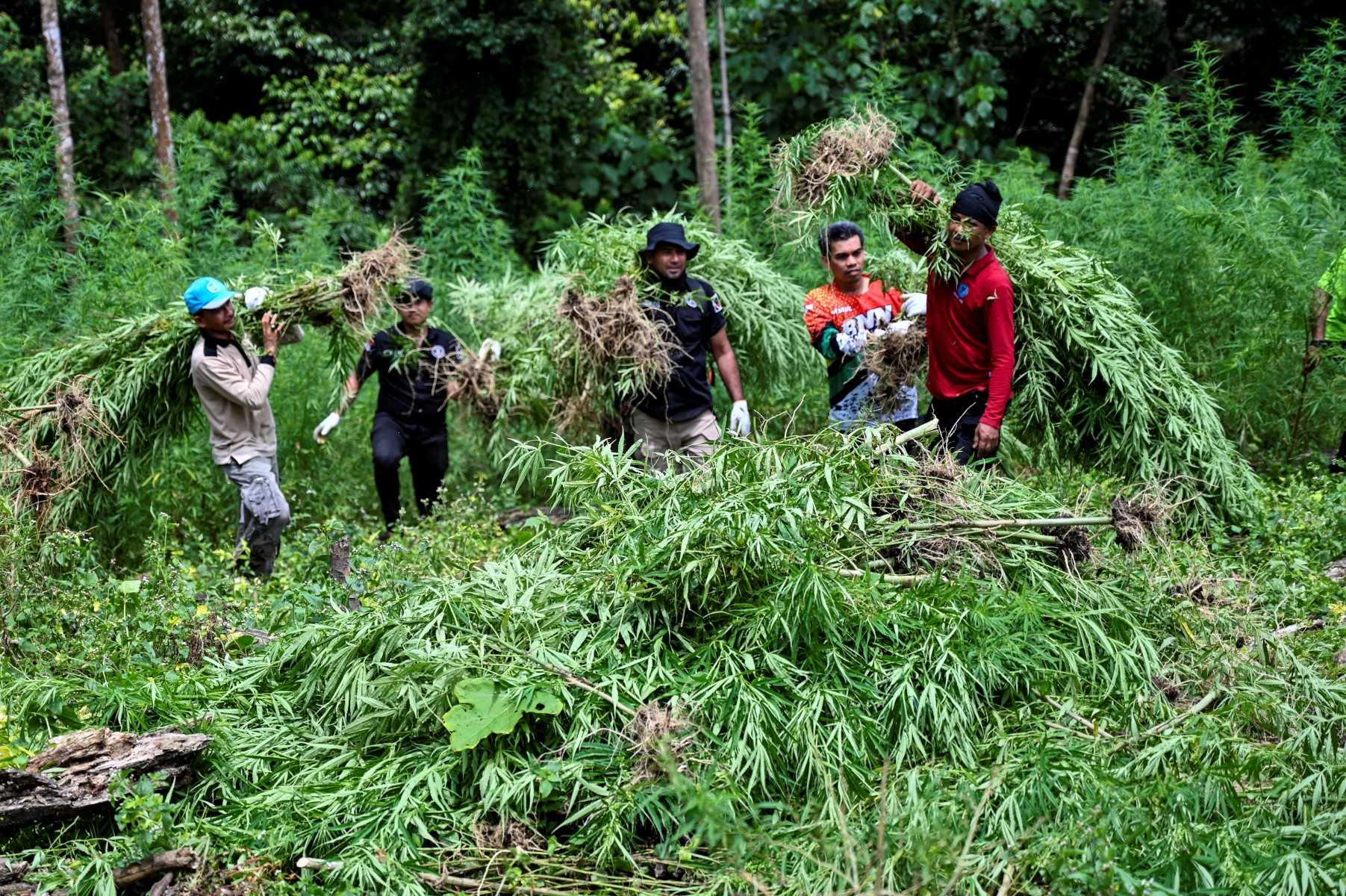 Members of Indonesia's National Narcotics Agency (BNN) destroy marijuana plants during a raid at a forest line in Lamteuba, Indonesia's Aceh province on May 18. Photo: AFP 