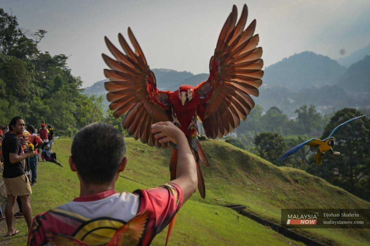 A bright red parrot spreads its wings as it alights on the hand of its owner at a free fly event in Bukit Antarabangsa, Ampang.