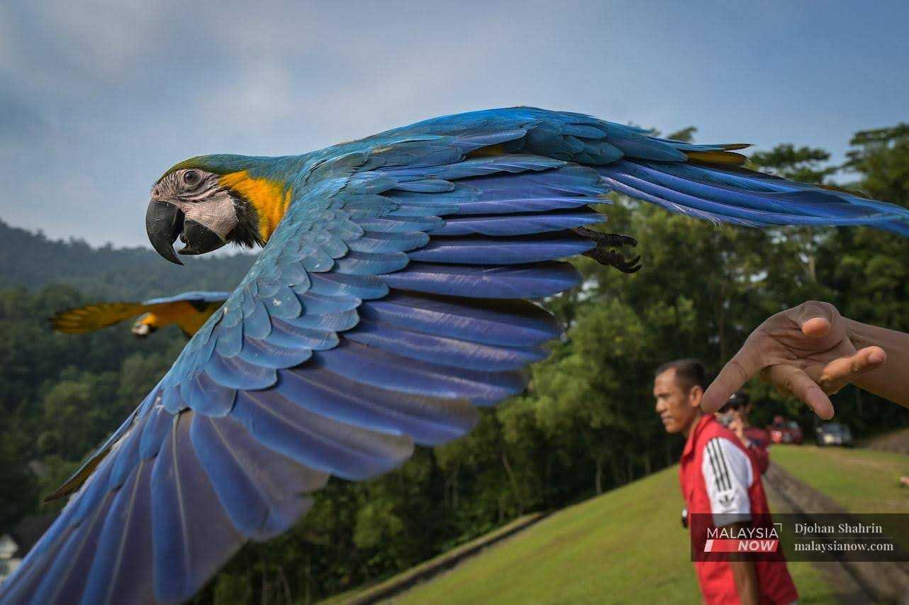 Kakak tua berwarna biru dan kuning terbang bebas di sekitar Bukit Antarabangsa, Ampang.