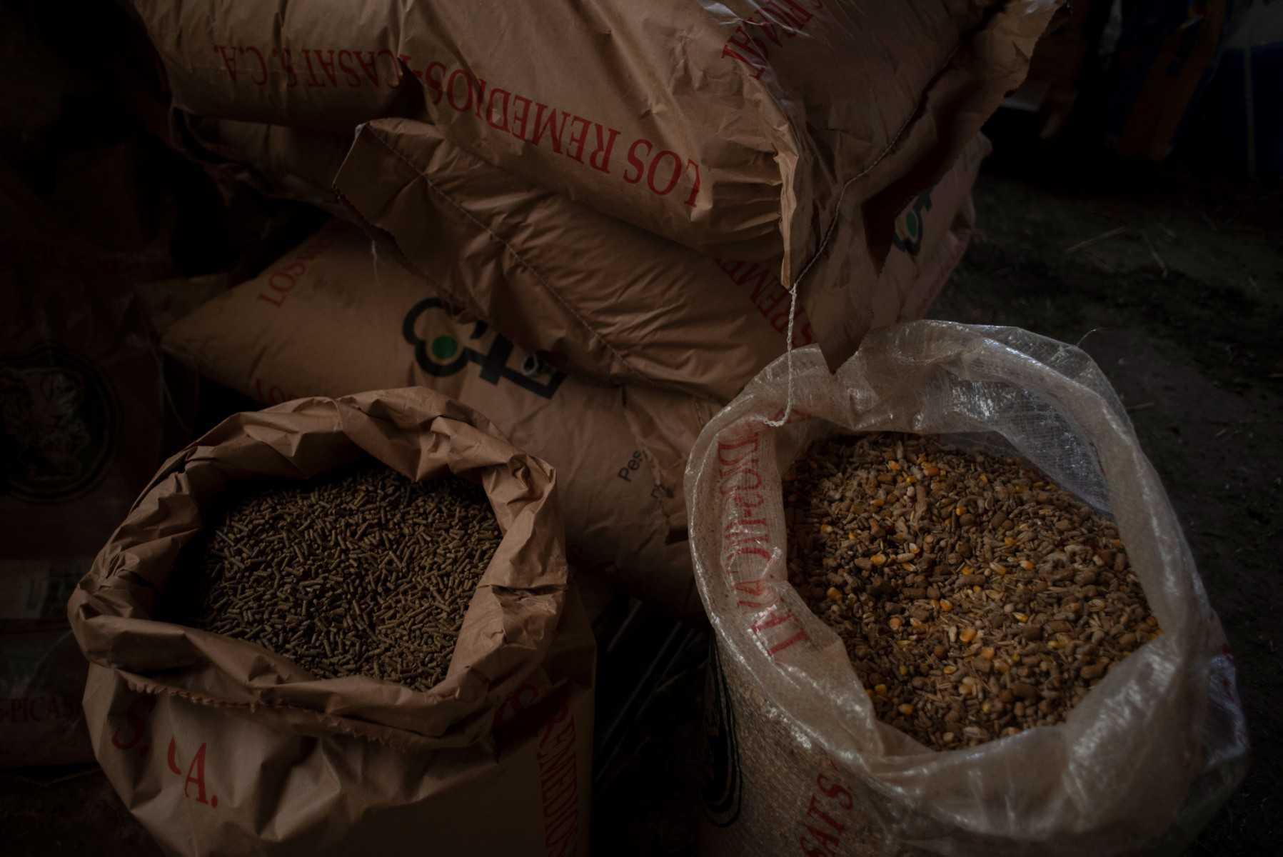 Sacks of wheat grain are seen in a sheep farm in Montejaque on March 11. Photo: AFP