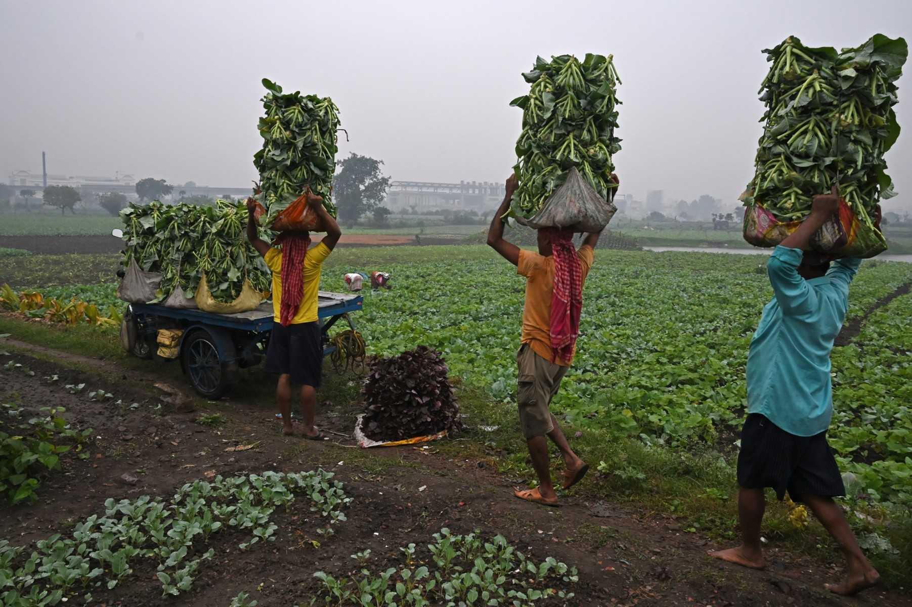 Farmers carry a harvested crop for transportation to market in Kolkata on Dec 4, 2021. Photo: AFP