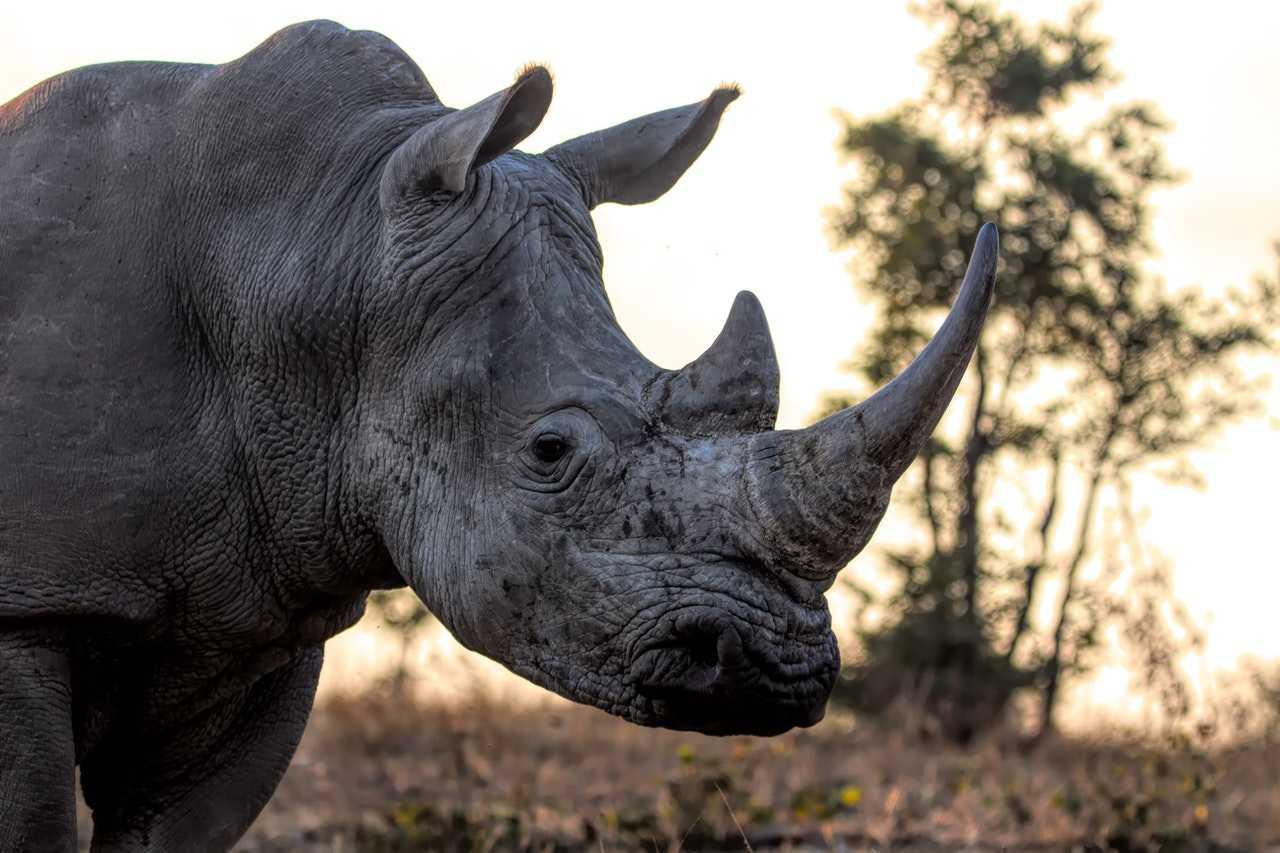 Ten more rhinos were poached countrywide than in the first half of last year, taking the total to 259. Photo: Pexels