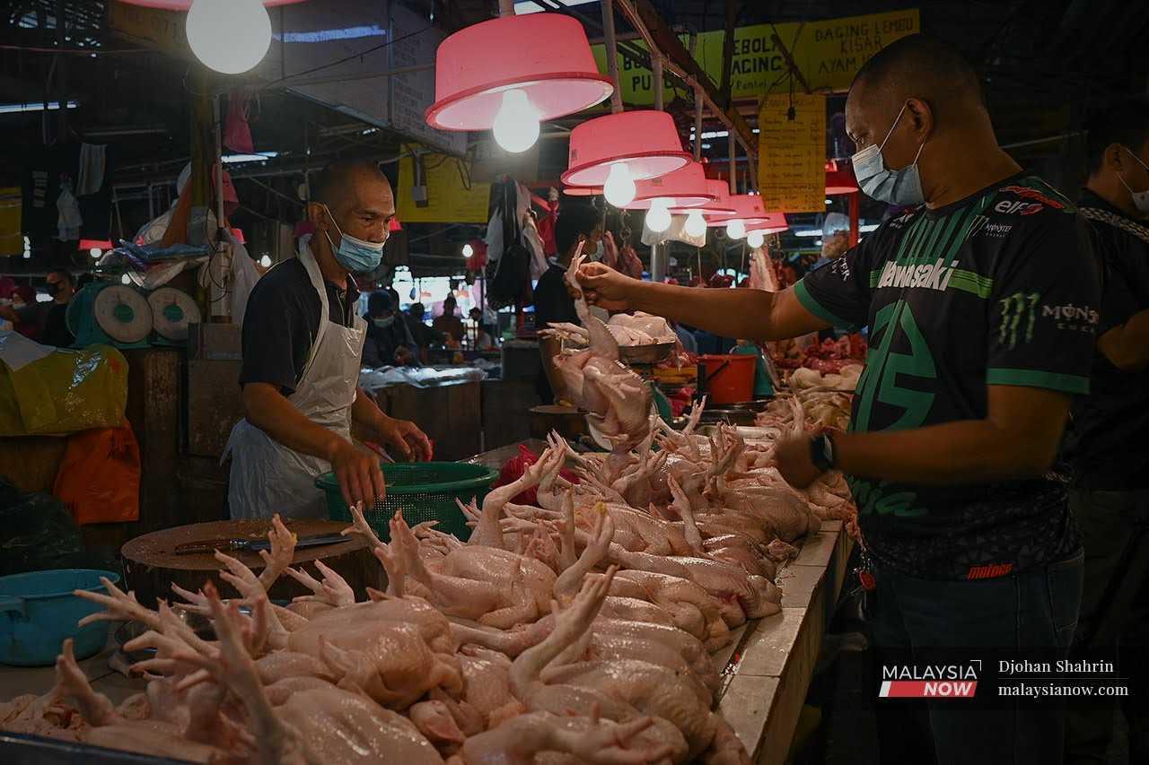 Seorang pelanggan memilih ayam untuk dipotong peniaga di Pasar Keramat, Kuala Lumpur. Lambakan ayam di Malaysia ketika ini telah menyebabkan harga komoditi itu turun.
