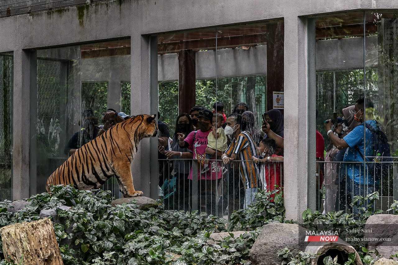 Seekor harimau dalam kurungan di sebuah zoo di ibu negara.