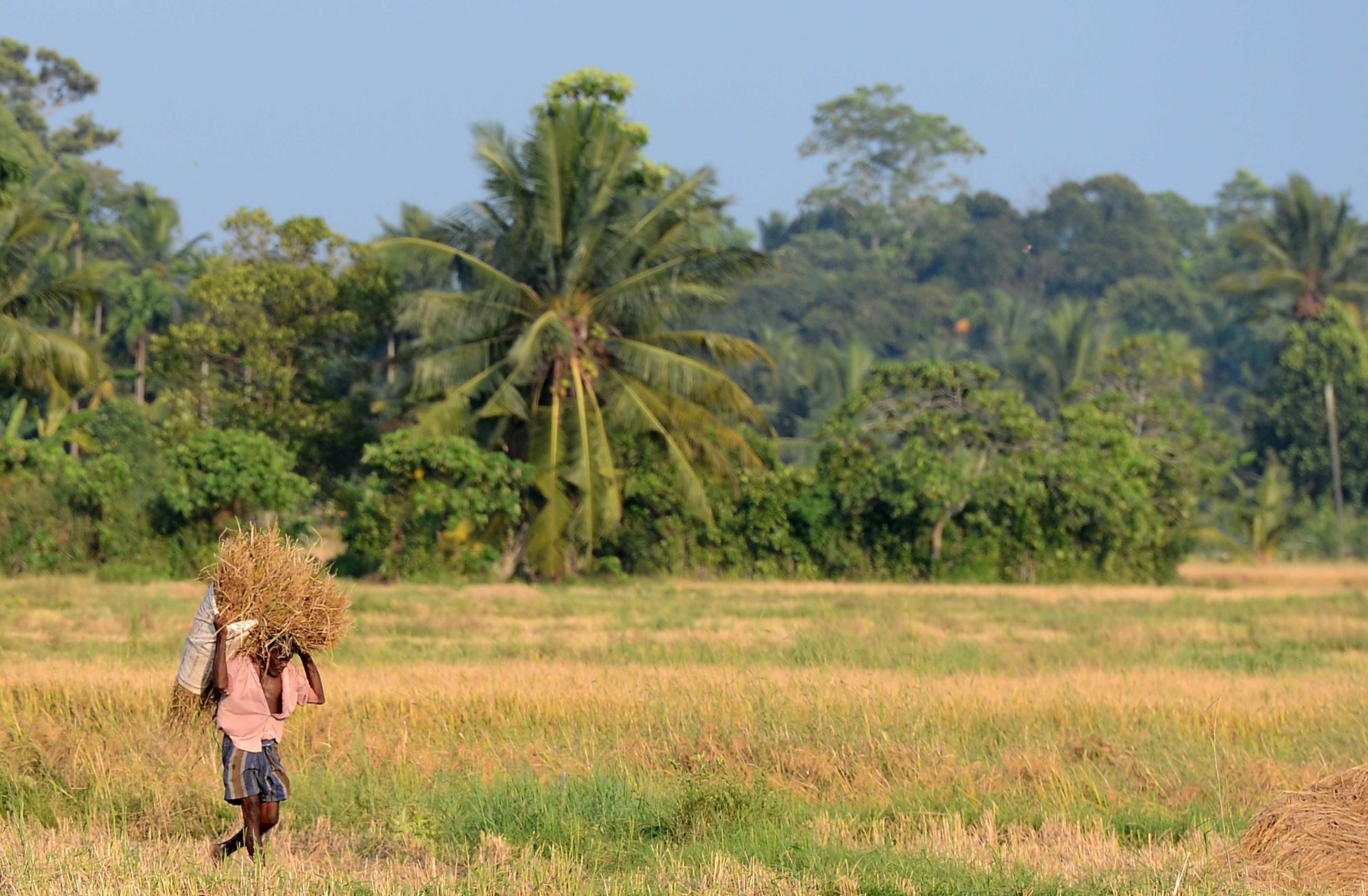 A Sri Lankan farmer carries part of a harvested rice crop in Piliyandala on the outskirts of Colombo on Feb 22, 2016. Photo: AFP 