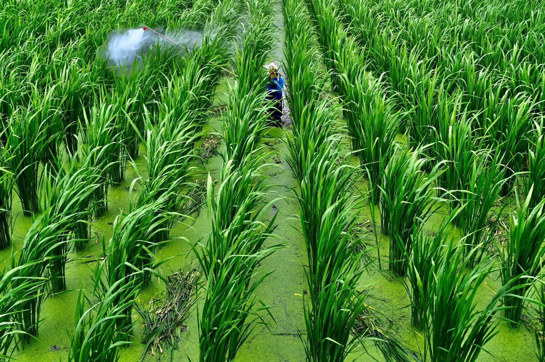 A farmer works at a rice farm in Puli in Nantou county on March 7, 2020. Photo: AFP