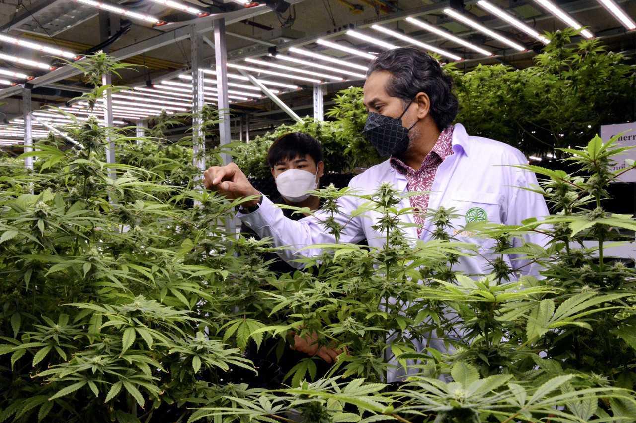 Health Minister Khairy Jamaluddin listens to a briefing on cannabis cultivation during a visit to Siam Cannabis Land on Aug 24. Photo: Bernama
