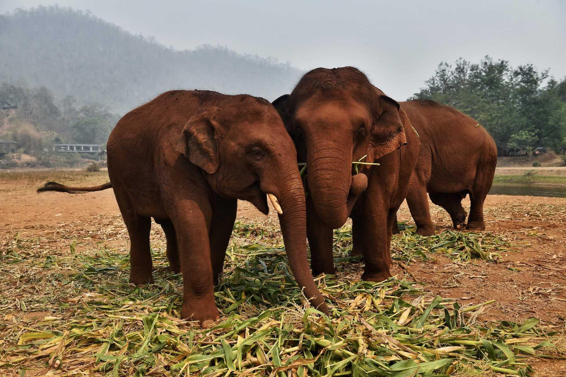 Elephants gather to eat at the Elephant Nature Park in the northern Thai province of Chiang Mai on March 13, 2020. Photo: AFP 