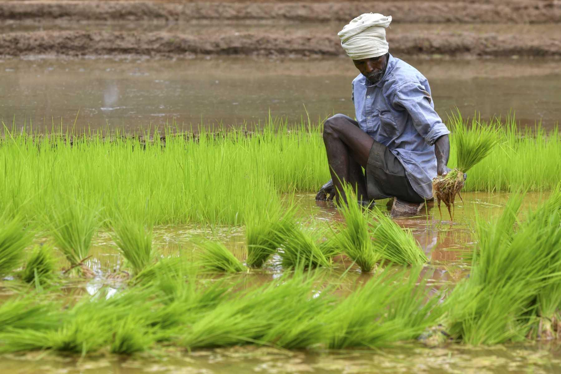 A farm labourer extracts rice paddy saplings into bunches before transplantation in a field for rice cultivation on the outskirts of Bangalore on July 28. Photo: AFP