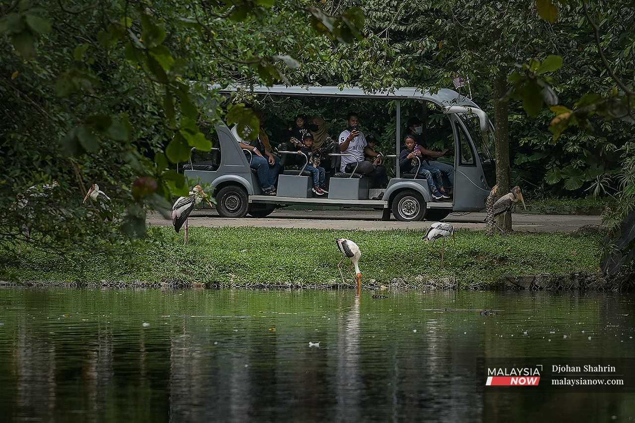 Visitors take pictures of herons as their bus goes by a pond. 
