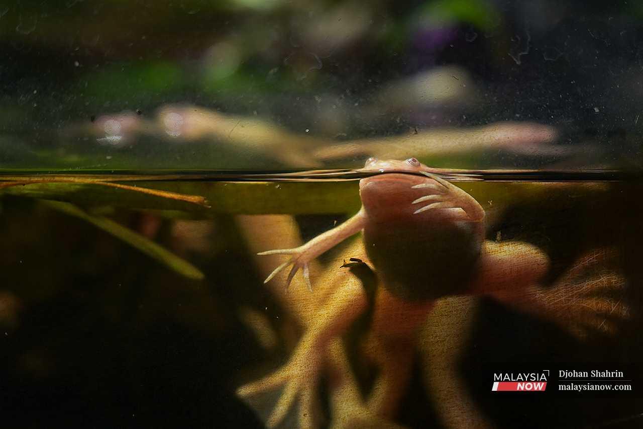 A frog peers back at the visitors through the scuffed glass of its aquarium. 