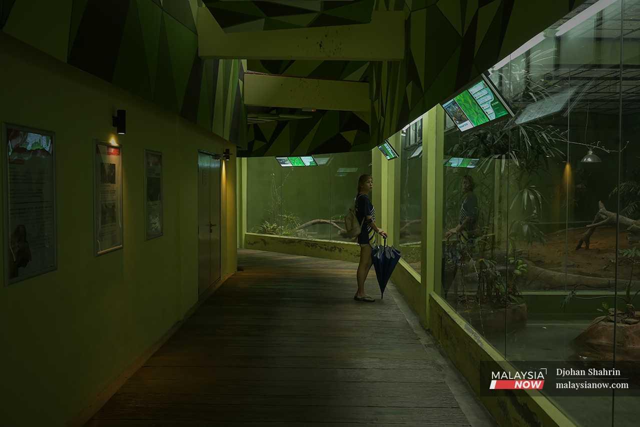 In the cool dark of the reptile showroom, a woman pauses to look at a snake enclosure. 
