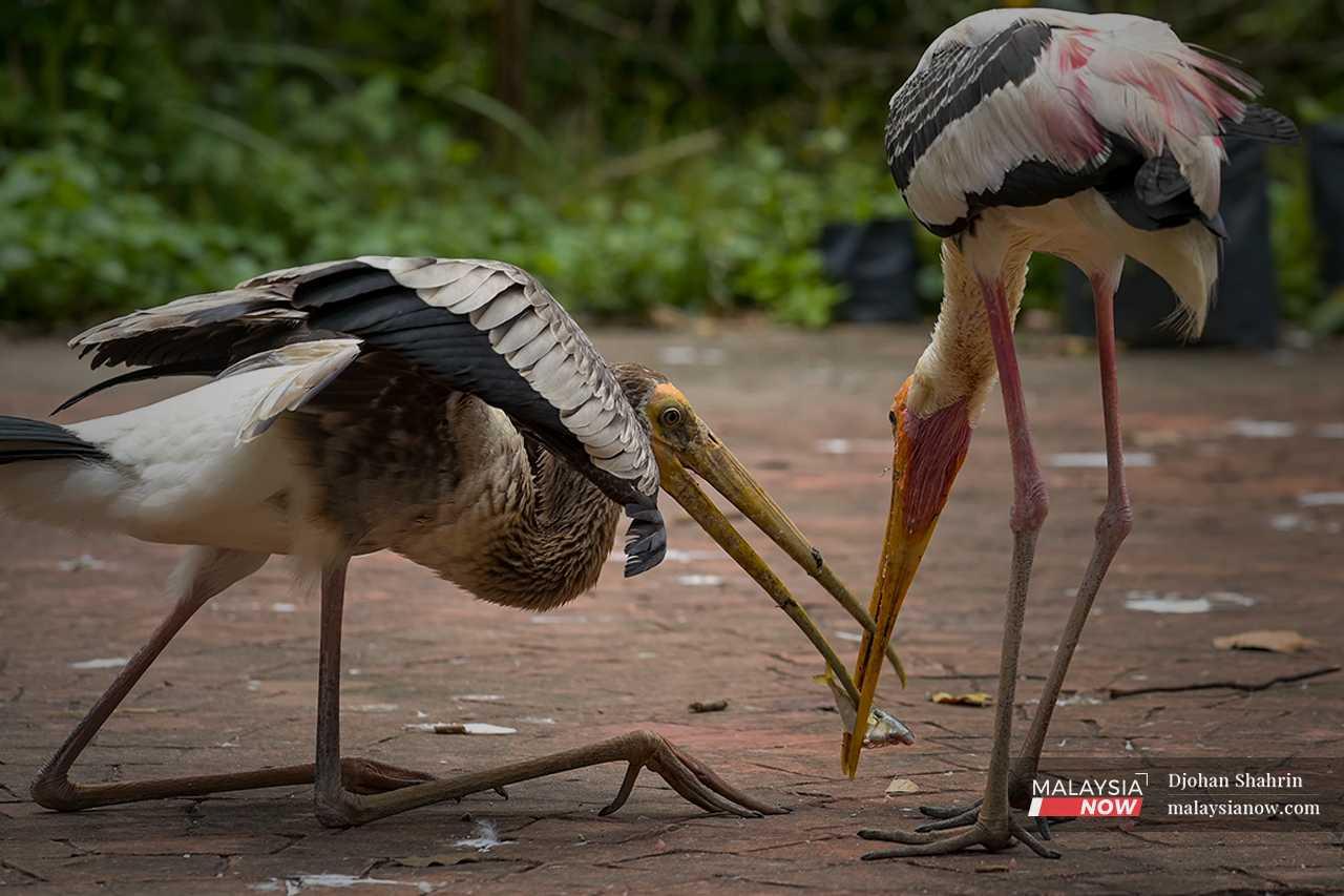 Milky storks squabble over a fish in their enclosure. 