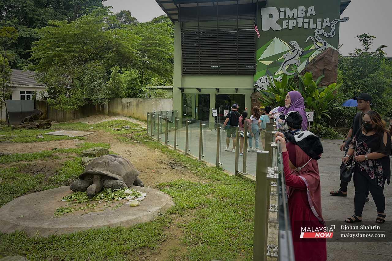 The giant tortoises, while slow, are also popular with the visitors. 