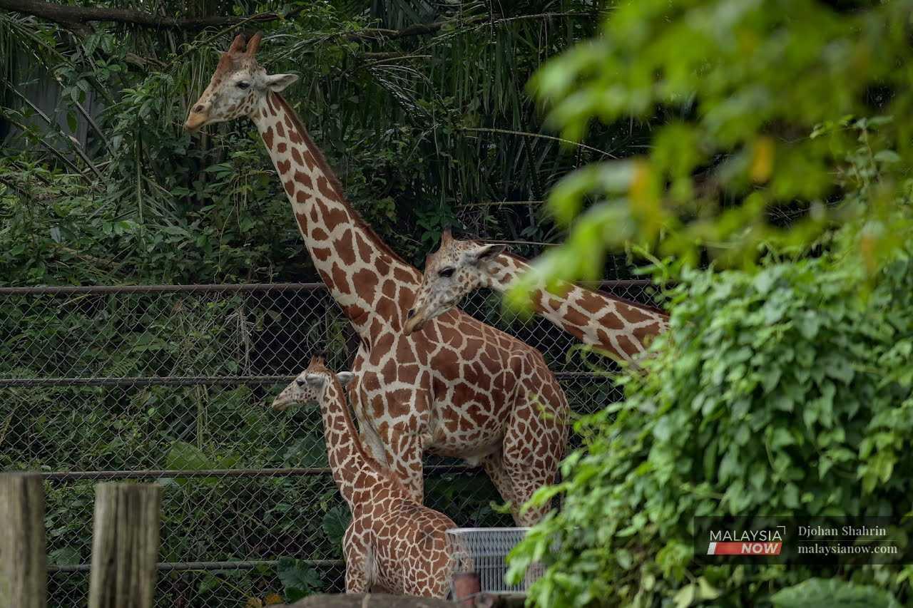 ZooNegara18_Mnow_120922