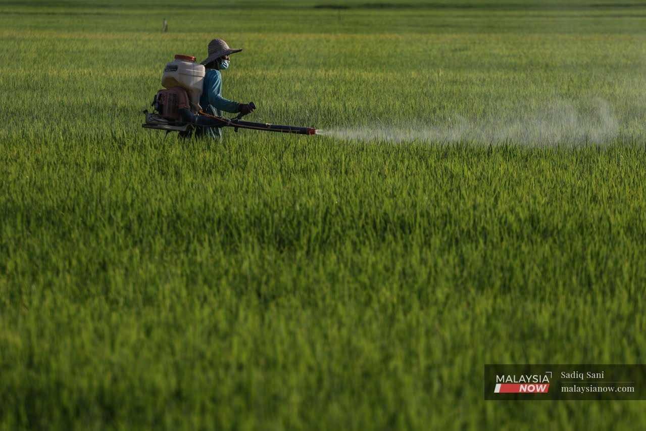 A farmer sprays pesticide in a padi field in Langgar, Kedah.