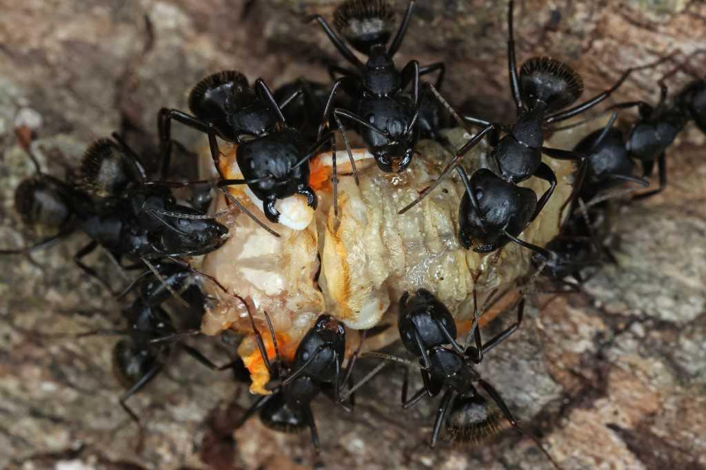 Carpenter ants tear apart the carcass of a Magicicada periodical cicada after it emerged from its nymph stage shell on May 17, 2021 in Takoma Park, Maryland. Photo: AFP 