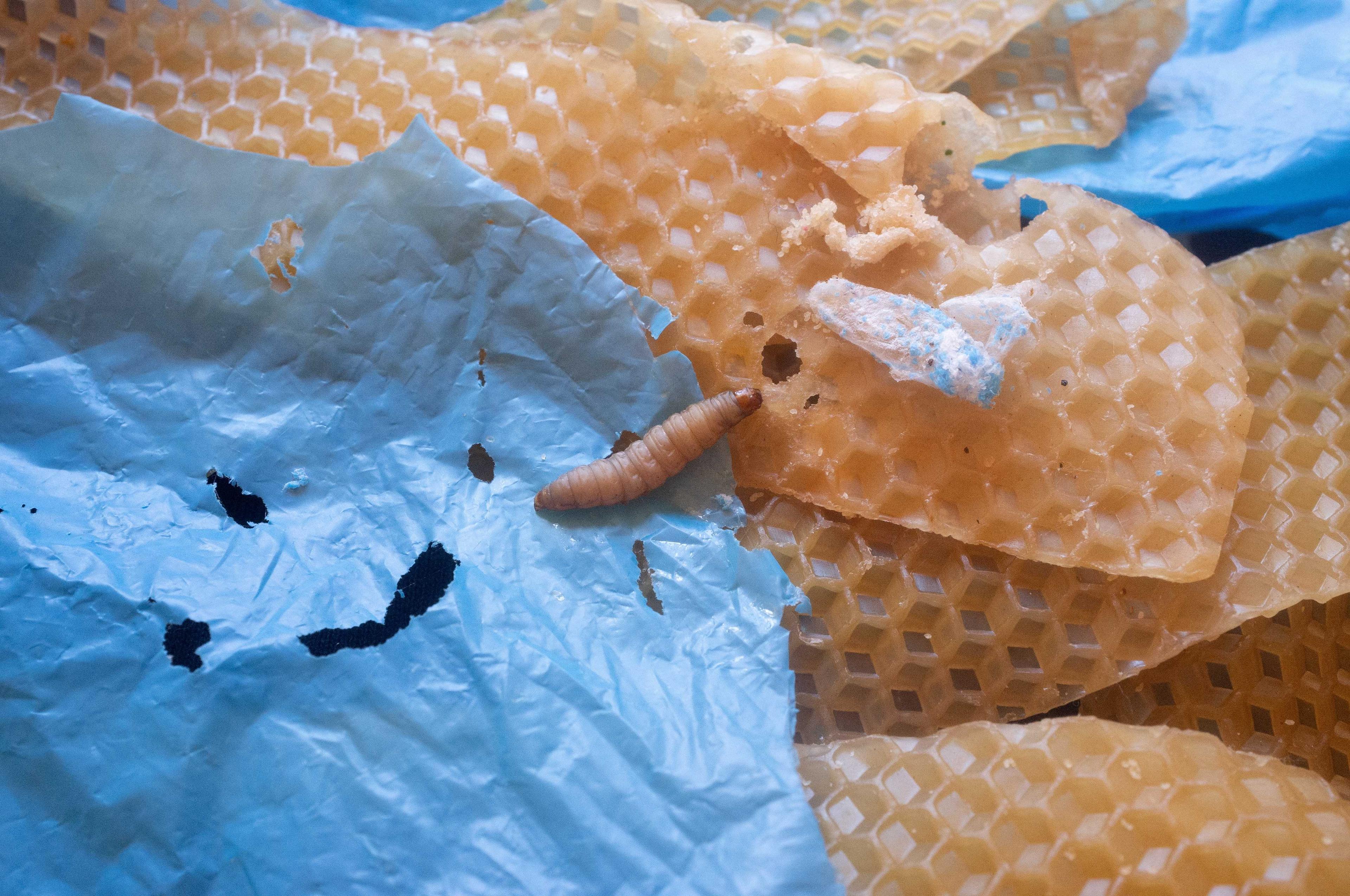A wax worm, moth larva that eats wax made by bees to build honeycombs, is seen in a laboratory at the Spanish National Research Council in Madrid, Spain in this undated handout photograph obtained by Reuters on Oct 4. Photo: Reuters