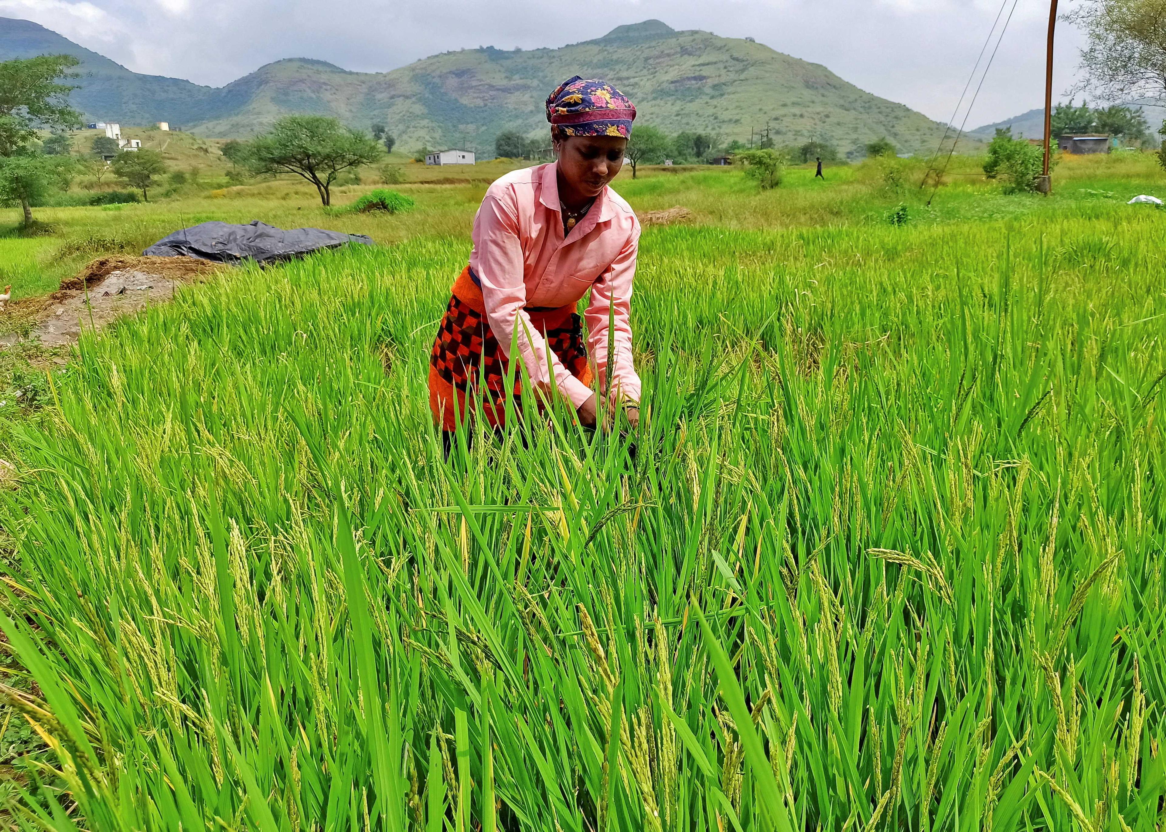 A woman harvests ripened rice in a paddy field at Karunj village in the western state of Maharashtra, India, Oct 17. Photo: Reuters