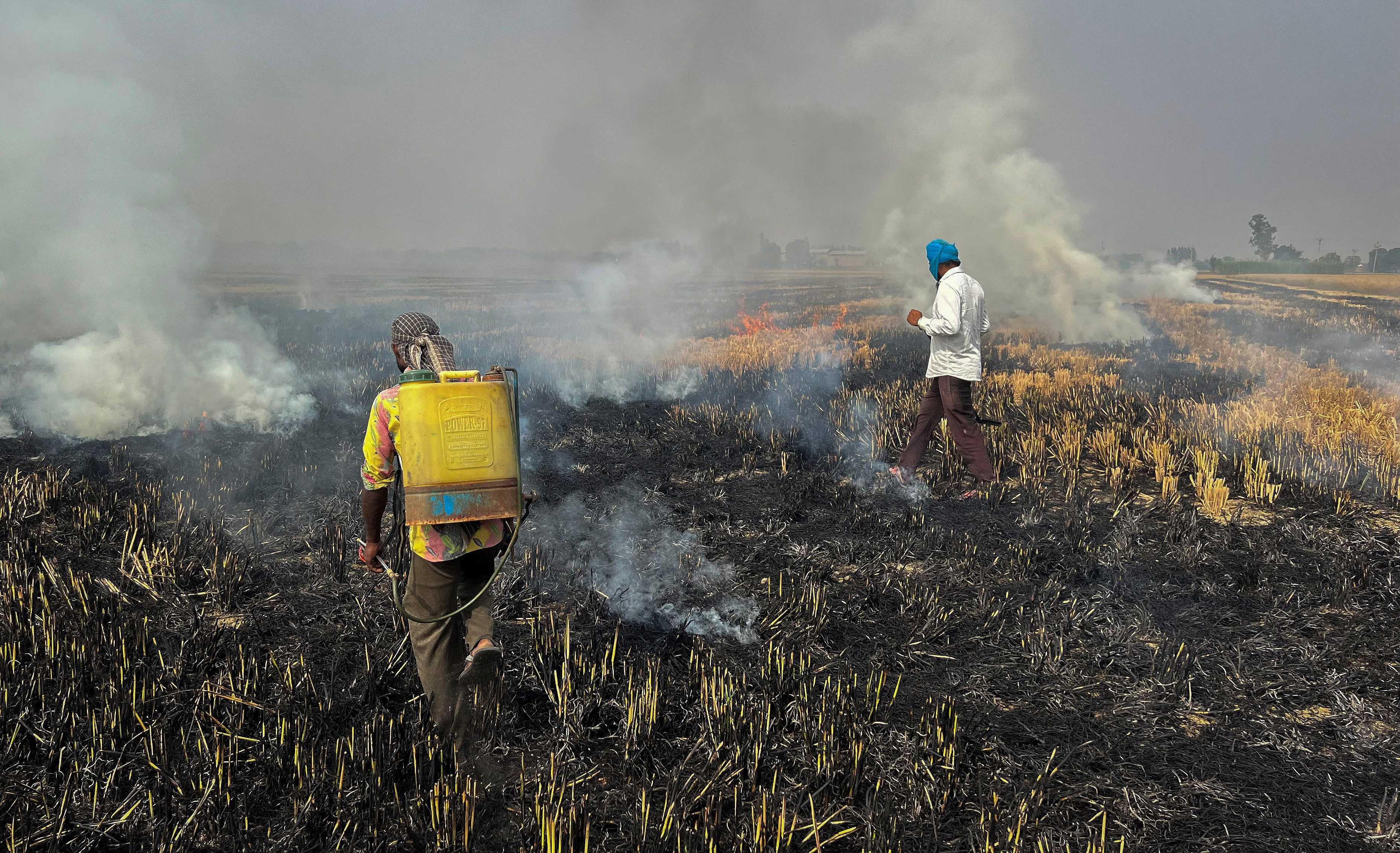 Farmers burn crop stubble in a rice field at a village in Fatehgarh Sahib district in the northern state of Punjab, India, Nov 4. Photo: Reuters