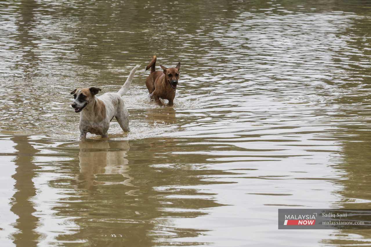 Dogs wade through the floodwater as they, too, search for higher ground. 