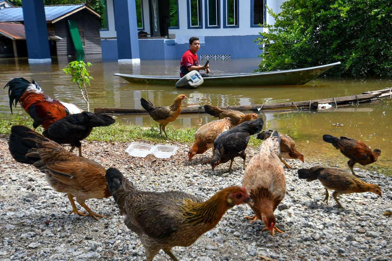 A villager paddles his way in a boat to check on his chickens after the area was submerged in floods in Kampung Tersang, Rantau Panjang in Pasir Mas on Nov 14. Photo: Bernama
