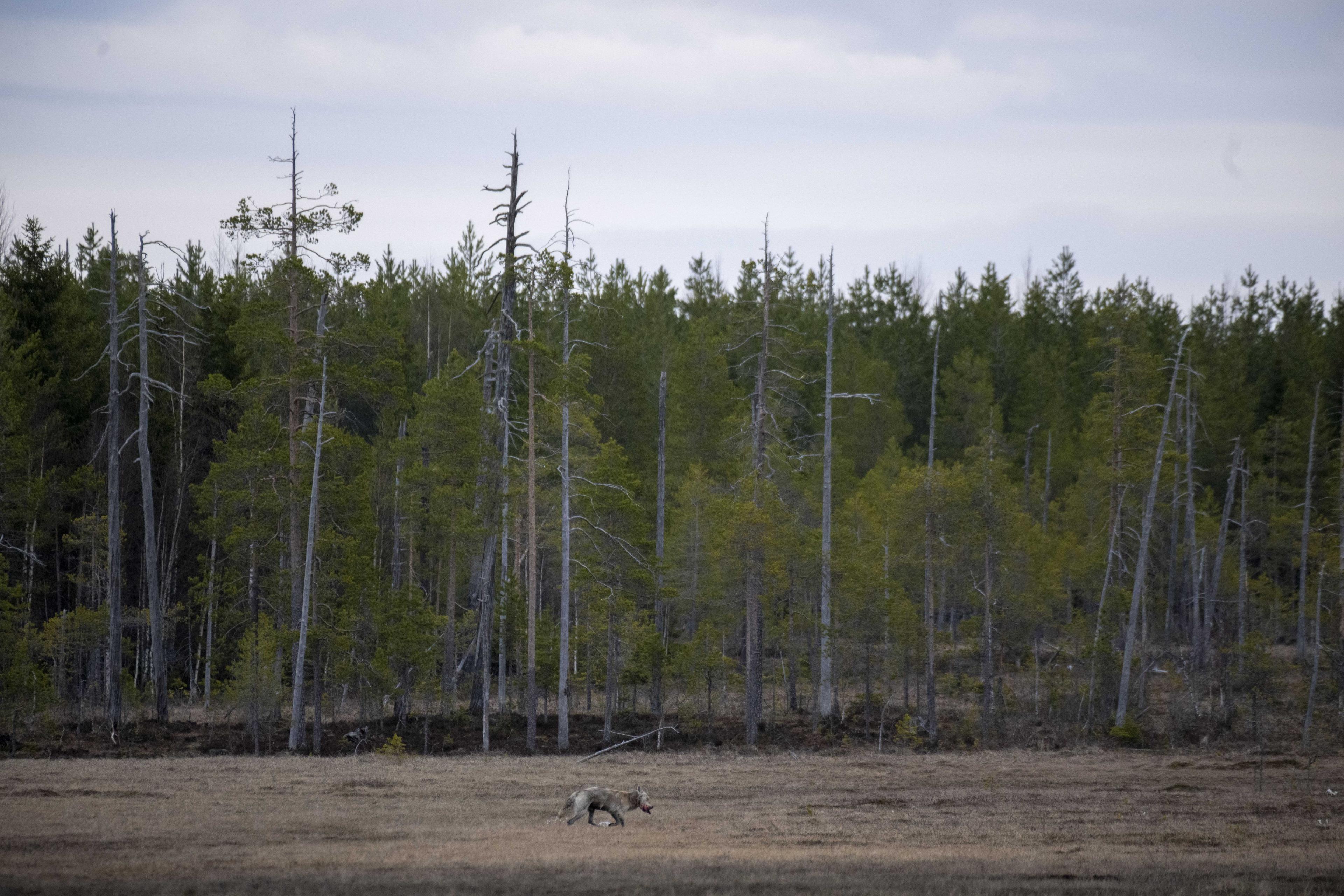 A wolf is photographed in a forest near the Russian border, in Hukkajarvi, eastern Finland, on May 15. Photo: AFP 