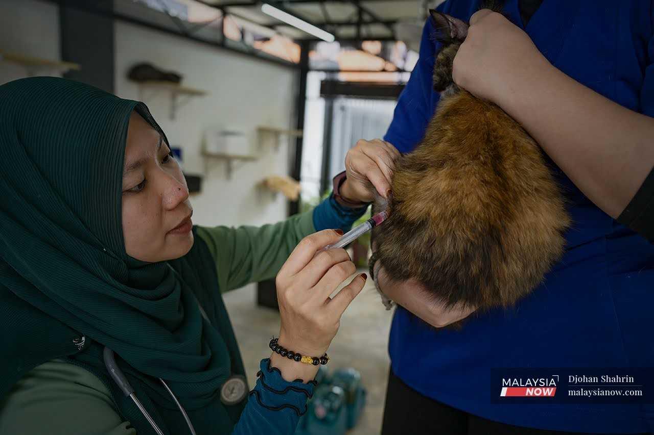 She administers a dose of vaccine to a stray cat with the help of her assistant.