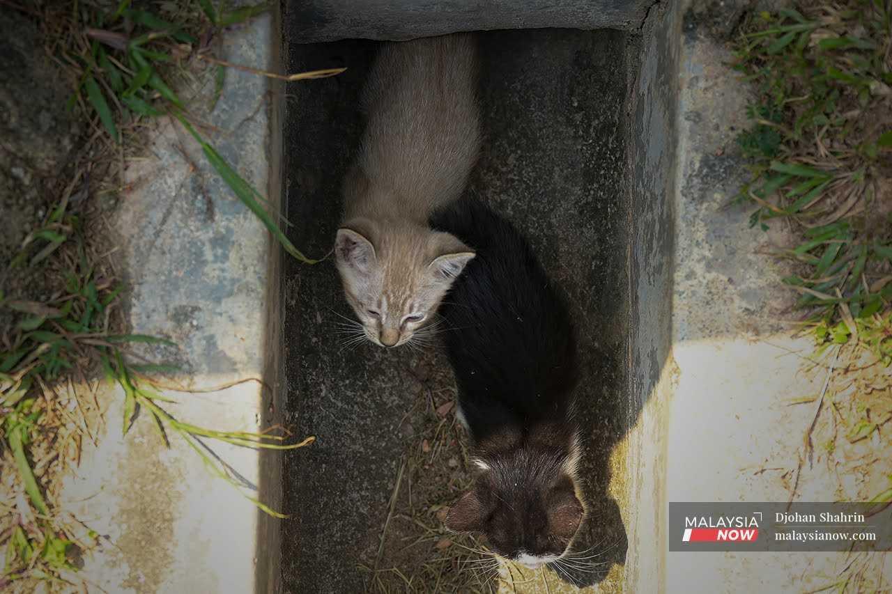 Two kittens slowly emerge from the drain where they were hiding prior to his arrival. 