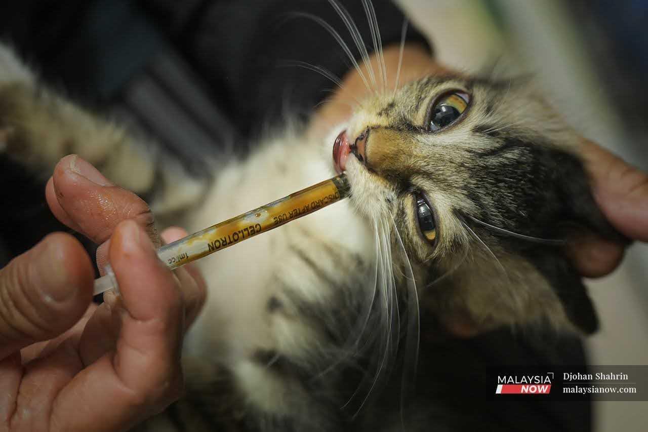 She uses a syringe to feed the cat its medication. 