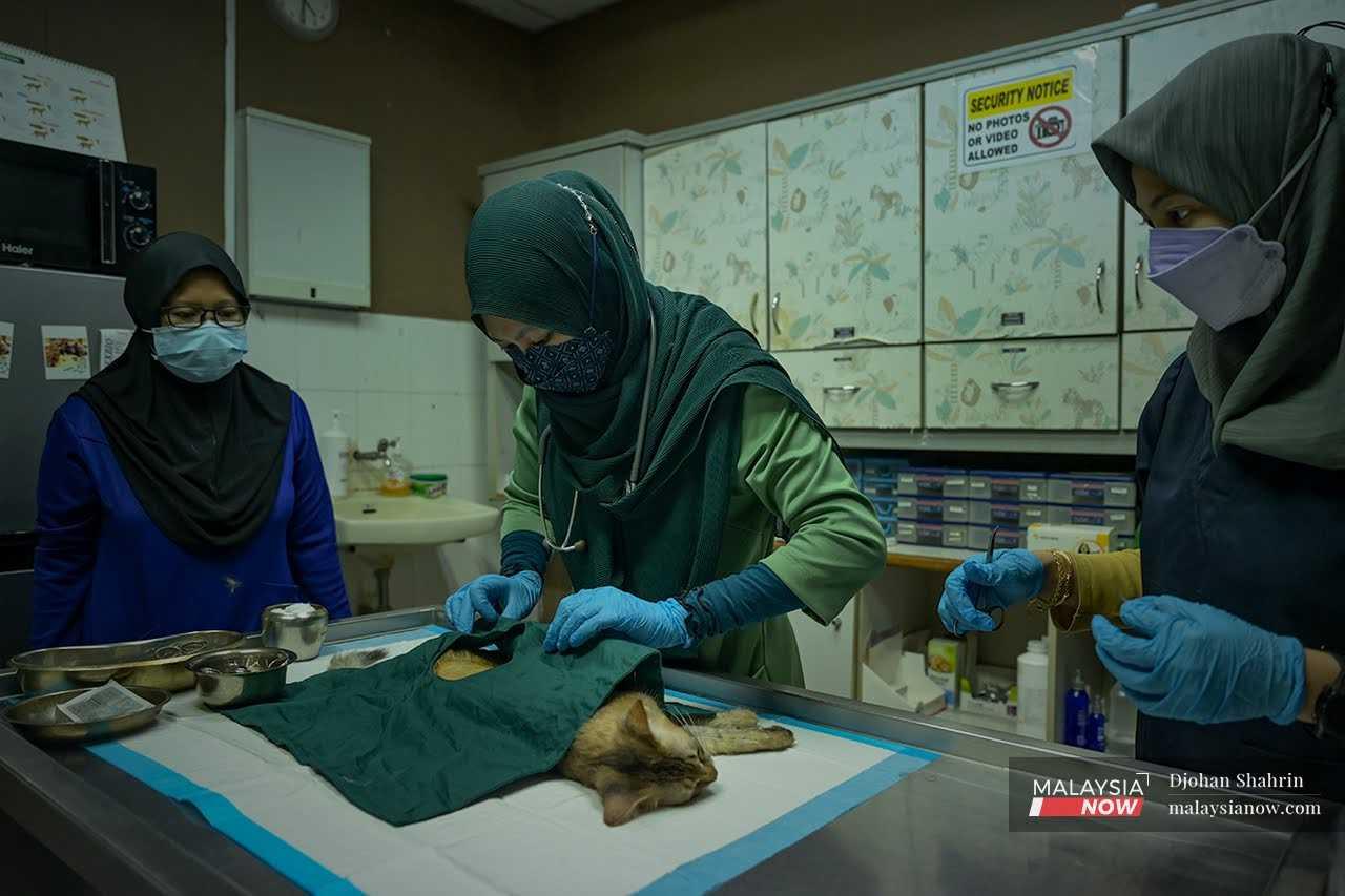 Khuzaimah and her assistants prepare to operate on a cat at the clinic. 