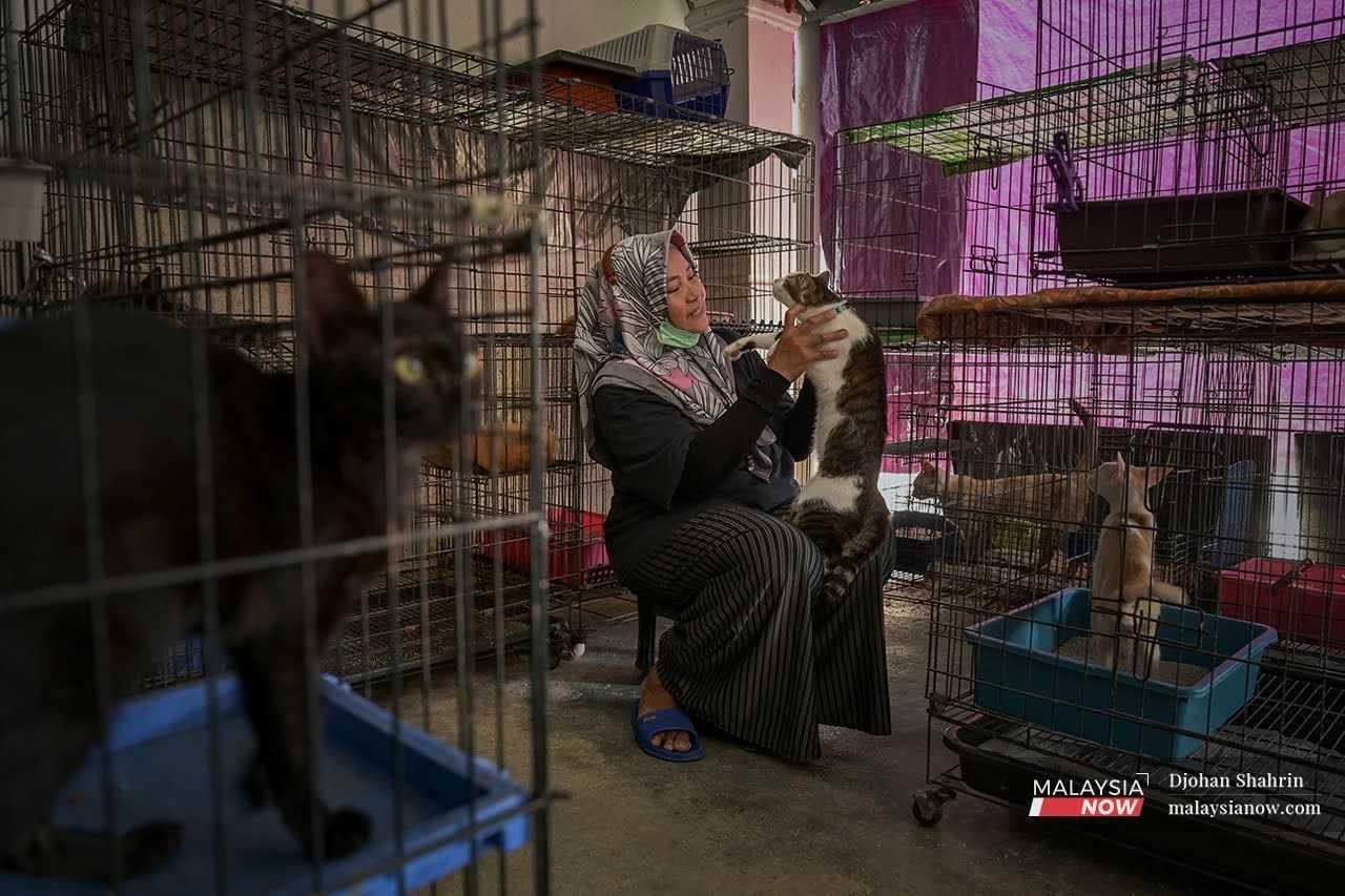 Lisa sees the time spent with the cats as a form of therapy. She presently has about 100 animals which she allows to roam free within the compound for a period of time each day before returning them to their cages. 
