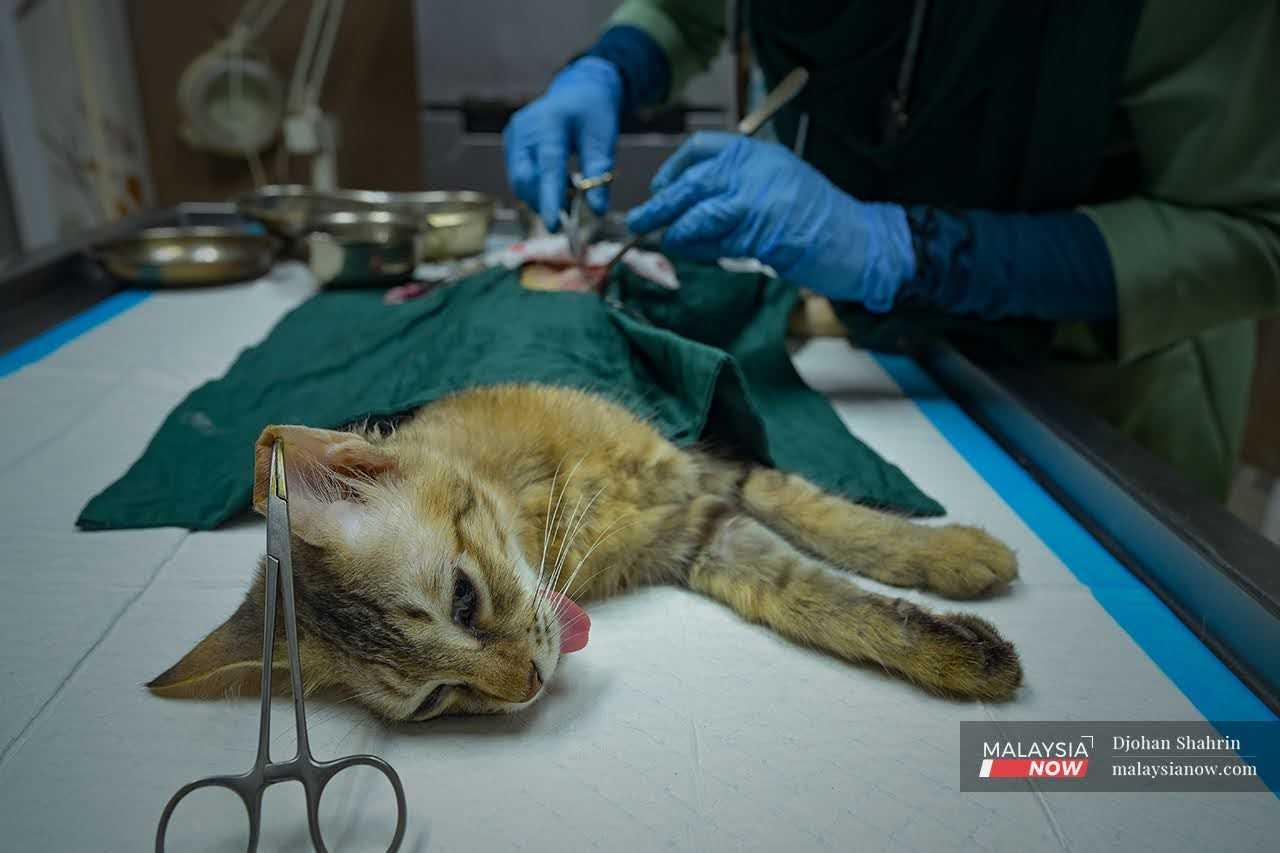 They work carefully, spaying the cat so that it will not continue to breed and give rise to more strays on the roads.