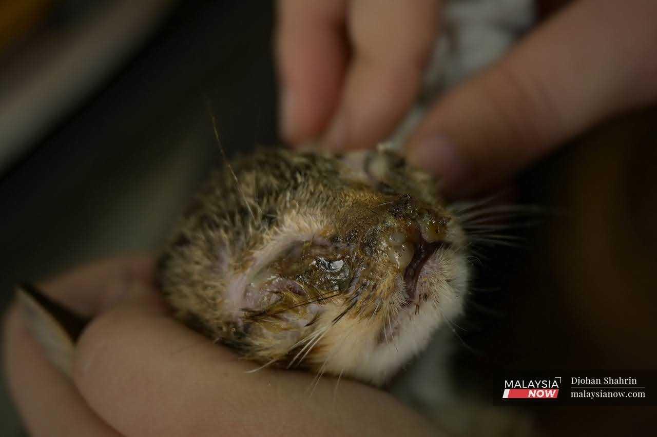 Seekor kucing kecil yang mengalami selesema dan jangkitan mata dirawat di klinik Khuzaimah.