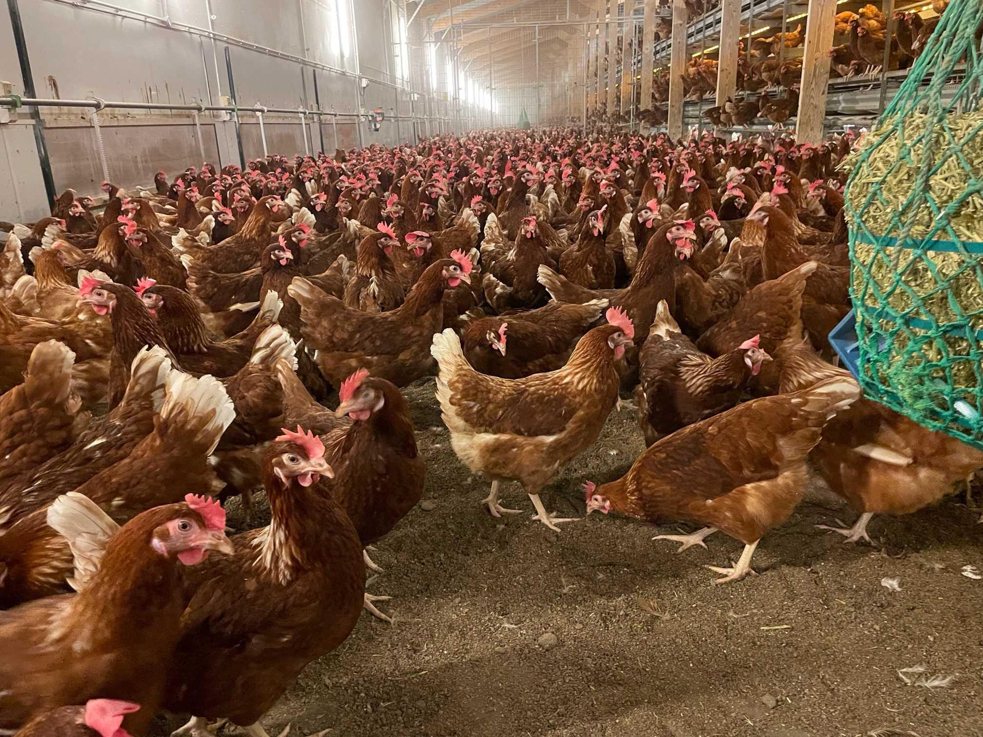 Free range hens under cover at Daniel Brown's family farm at Bury St Edmunds, Suffolk, eastern England Nov 21. Photo: Reuters