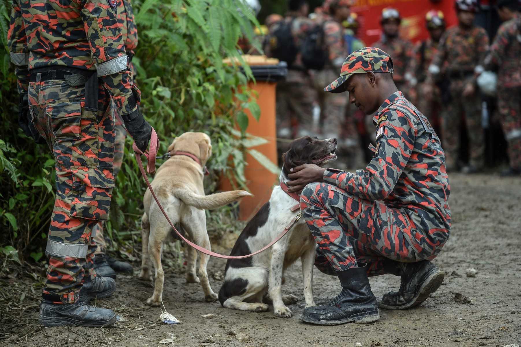 Seorang anggota penyelamat menggunakan khidmat anjing pengesan di tapak runtuhan tanah Batang Kali, Selangor bagi mencari mangsa yang masih hilang. Gambar: Bernama