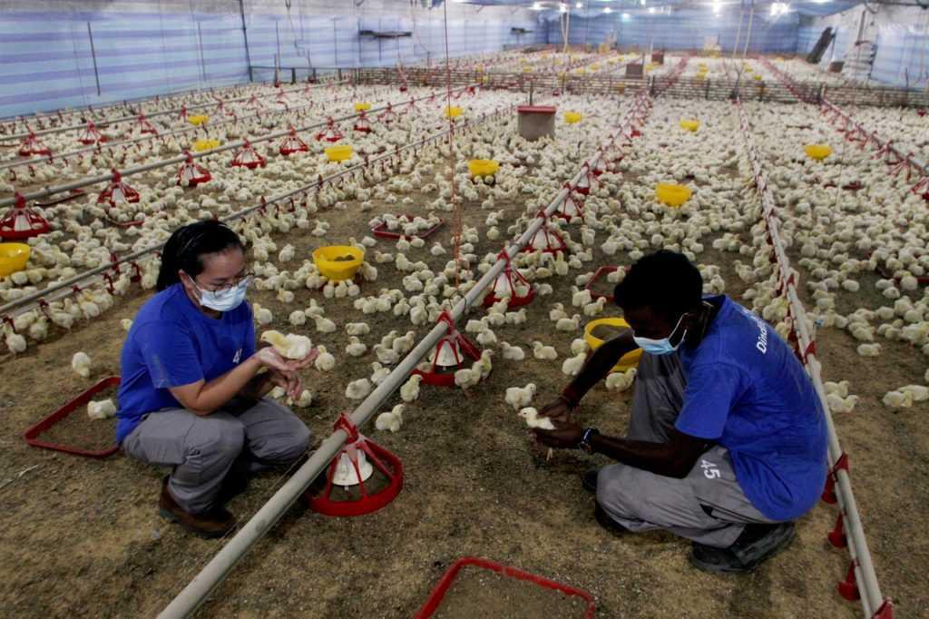Poultry breeders check chicks at a farm in Manjung, Perak. Photo: Bernama