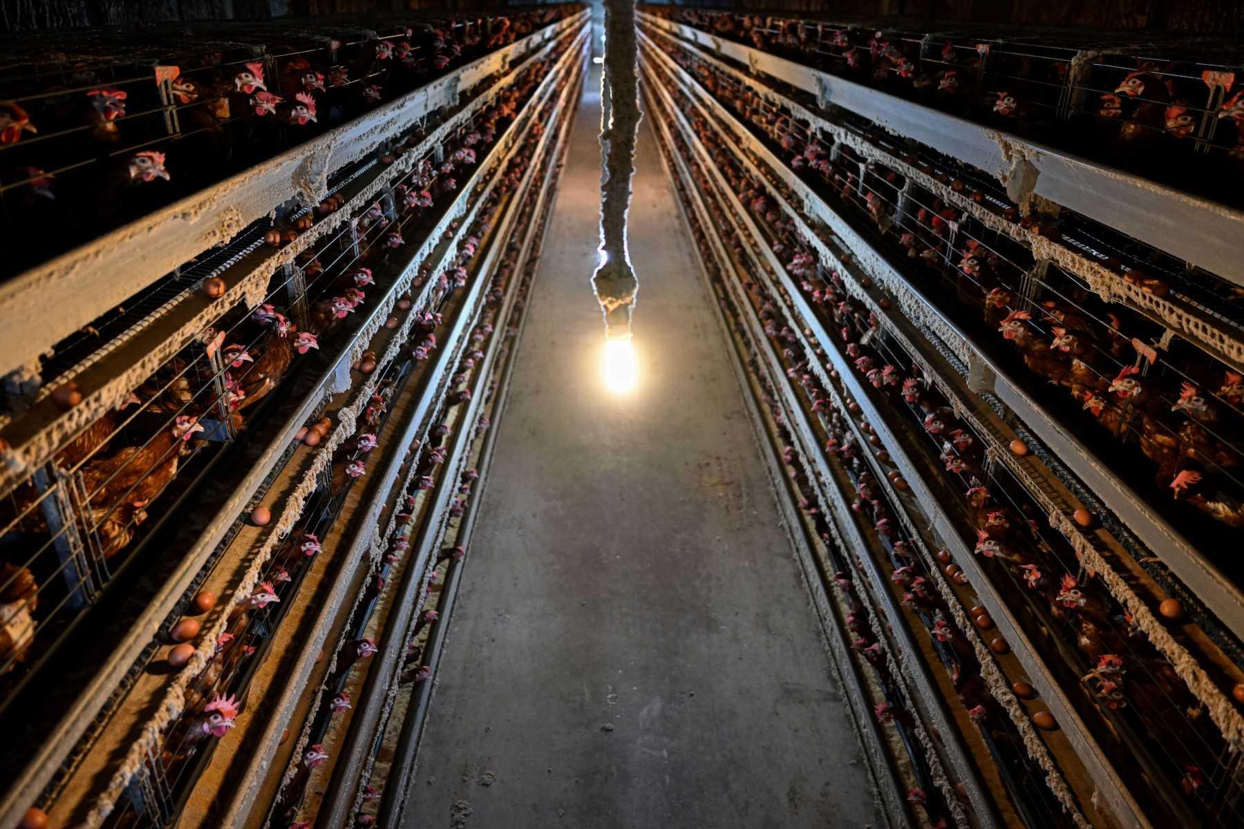 Semua ayam yang dijangkiti dijangka dihapuskan oleh Agensi Pengurusan Kecemasan Denmark diikuti dengan kerja-kerja pembersihan menyeluruh dan pembasmian kuman di seluruh kawasan ladang akibat penularan wabak H5N1 di Orum, Denmark. Gambar: AFP