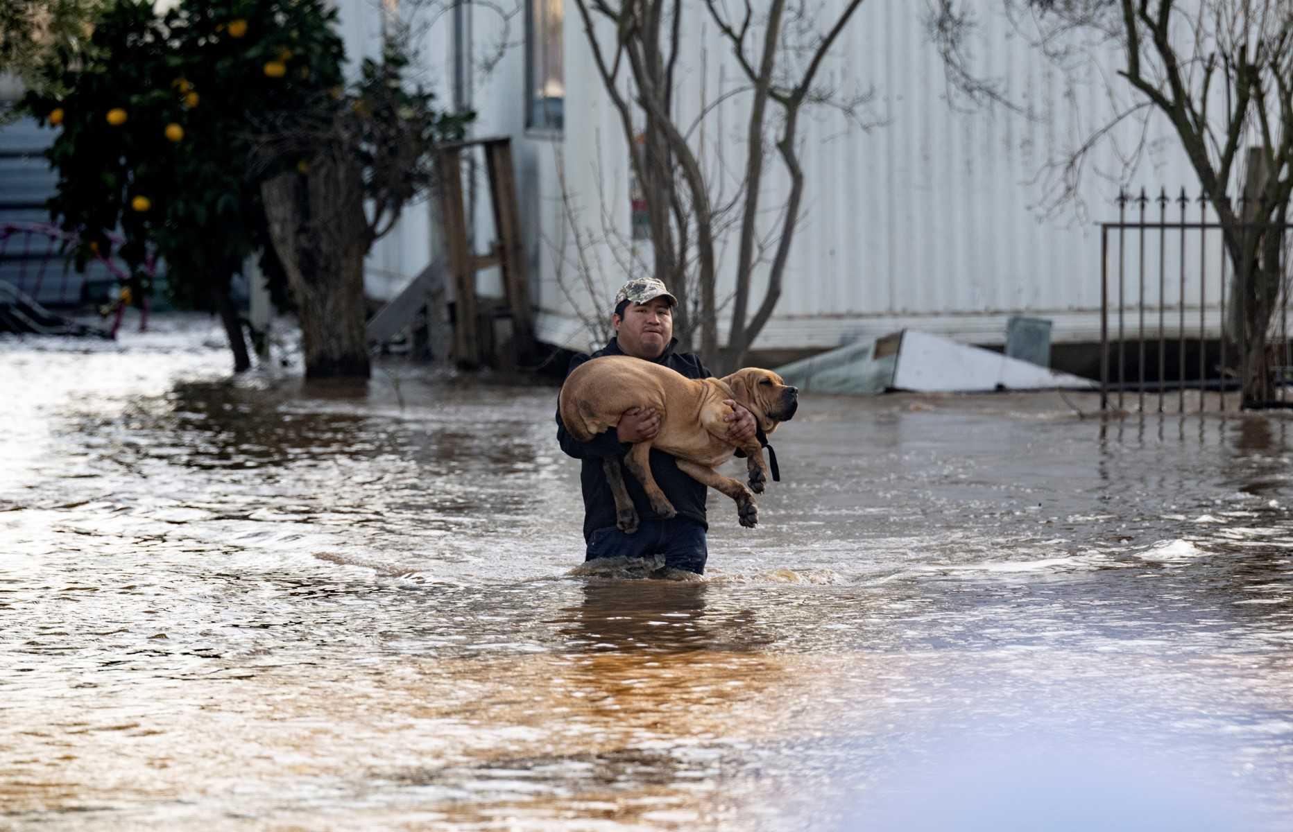 Local resident rescues a dog from a flooded home in Merced, California, on Jan 10. Photo: AFP 