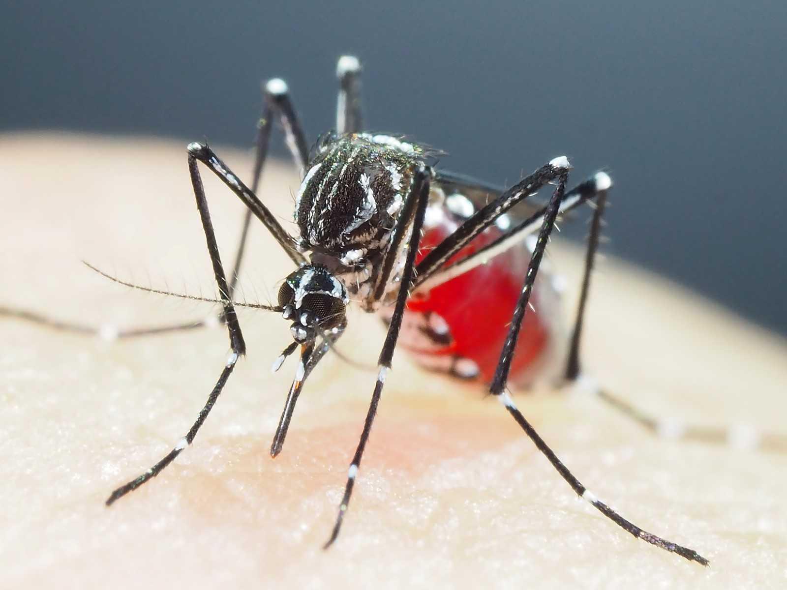 This handout photo taken on July 14, 2018 and received on Jan 6, courtesy of Shinji Kasai, the director of the Department of Medical Entomology at the National Institute of Infectious Diseases in Tokyo, shows an Aedes aegypti mosquito at their laboratory. Photo: AFP 