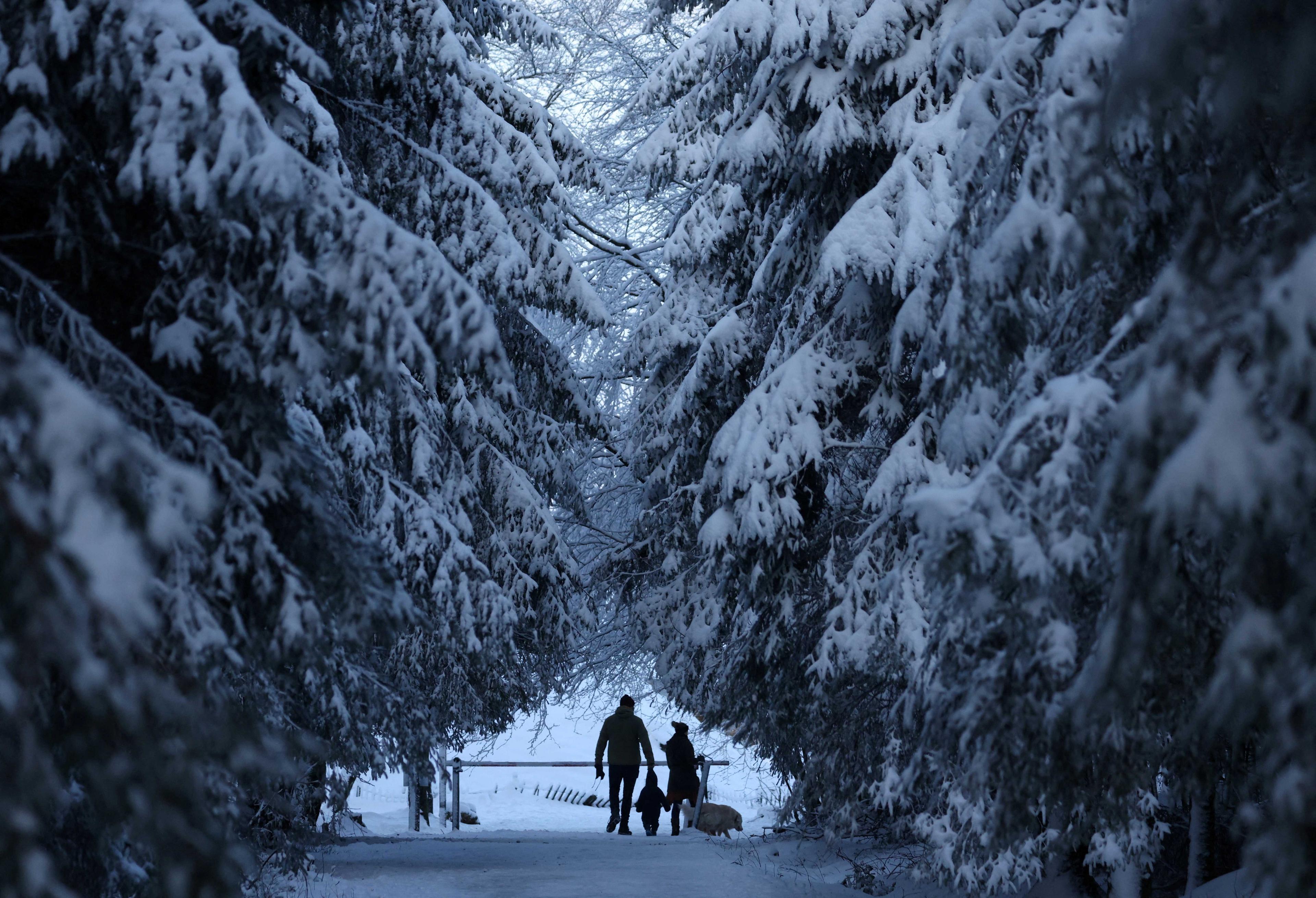 People walk among trees covered in snow, at the Signal de Botrange in the nature reserve of Les Hautes Fagnes (The High Fens), in Waimes, Belgium Jan 17. Photo: Reuters