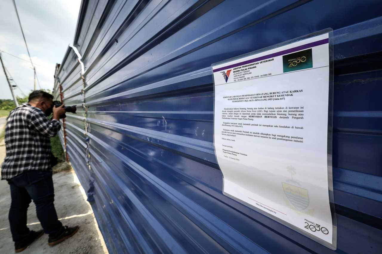 A total of 18 pig farms in three districts in Penang have been affected by African swine fever. Photo: Bernama