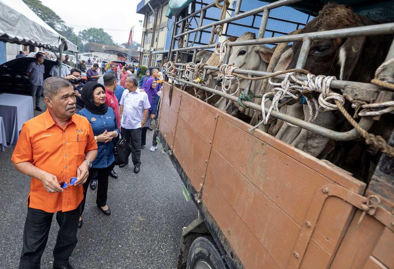 Agriculture and Food Security Minister Mohamad Sabu (left) inspects a truck loaded with cows at Nilam Puri in Kota Bharu, Jan 6. Photo: Bernama
