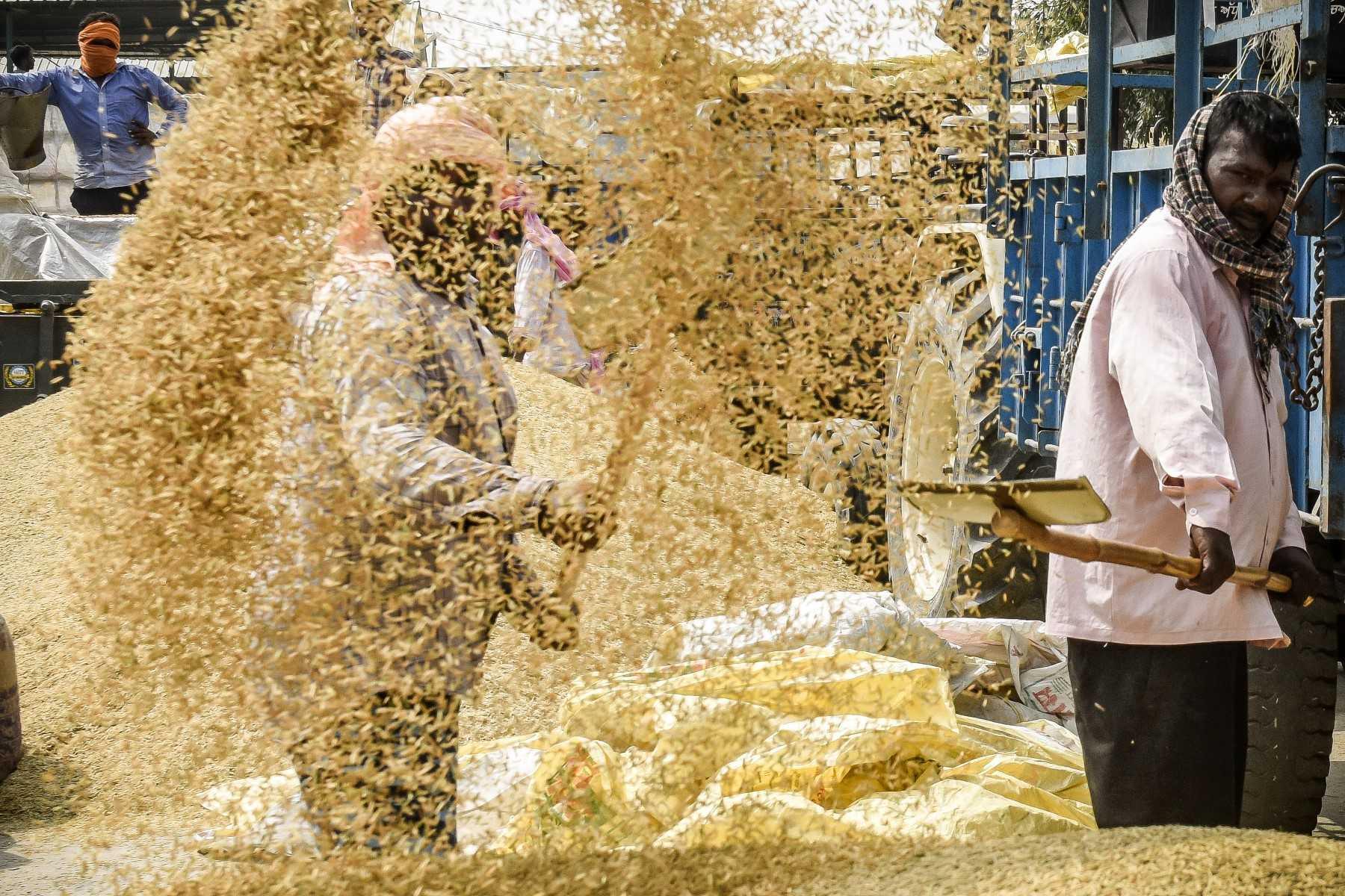 Labourers use shovels to separate rice husk from the grain at a wholesale grain market in Amritsar on Sept 20, 2022. Photo: AFP 